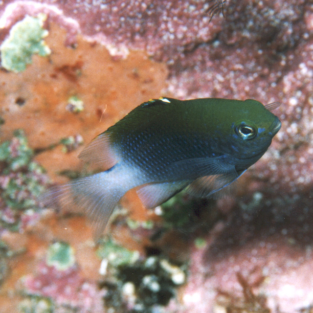 Stegastes altus